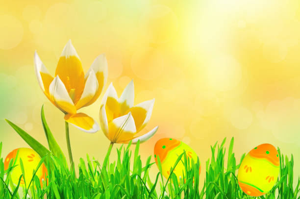 Beautiful easter background with white yellow tulips and orange yellow easter eggs on abstract colorful background with green grass
