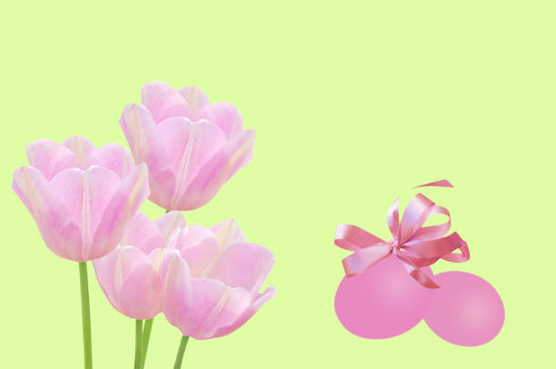 Beautiful Easter background with pink tulips and pink Easter eggs and pink ribbon on a light green isolated background