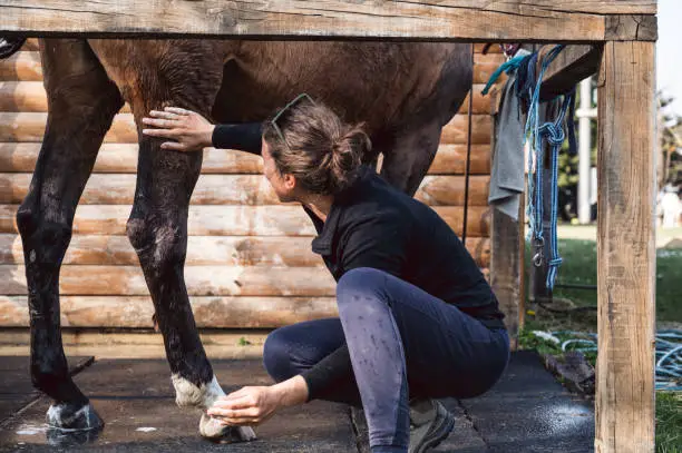 Female owner taking care of brown horse leg, washing it with water and shampoo in outdoors stable on animal farm