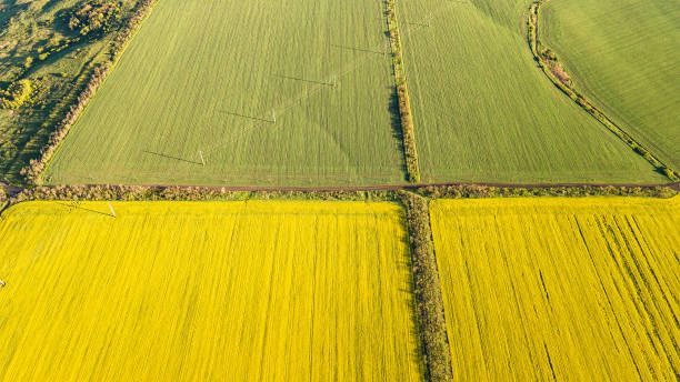 istock Aircraft point view of rape field 1388772632