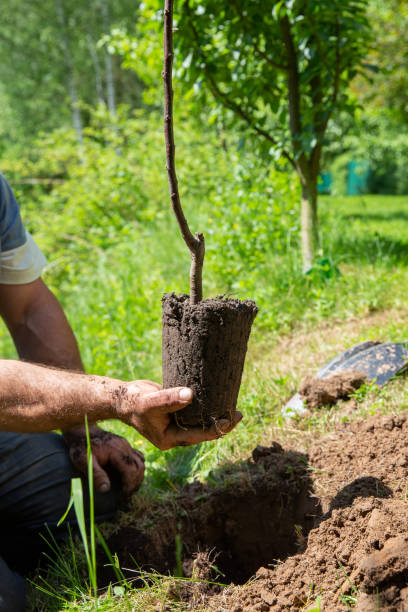 istock Fruit tree sapling in man's hand. Planting apple orchard. Gardening concept. 1388775318