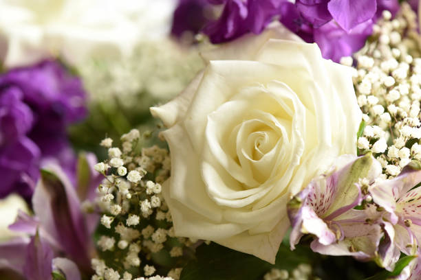 istock White rose and Baby's Breath 1388775646