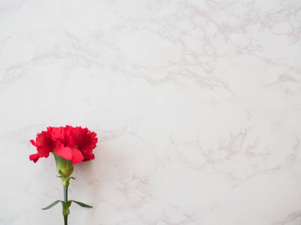 istock Beautiful carnation flower on white marble background 1388775951