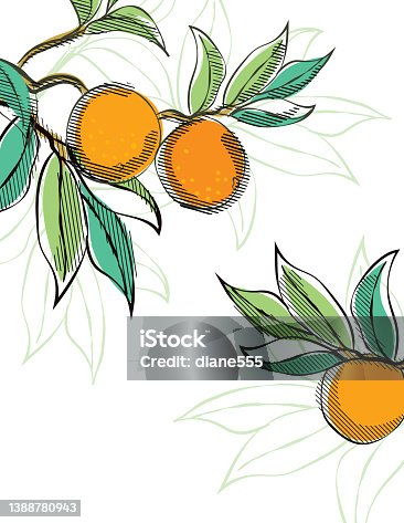 istock Vintage Style Oranges Advertising Poster Template On A Transparent Background 1388780943
