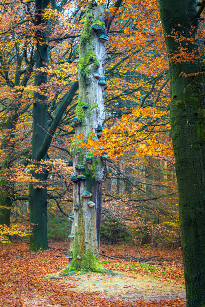 Trunk of dead Beech (Fagus sp.) with Tinder fungi (Fomes fomentarius)