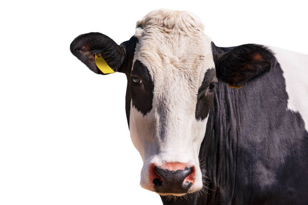 istock White and Black Head of Cow Isolated on White Background 1388782375