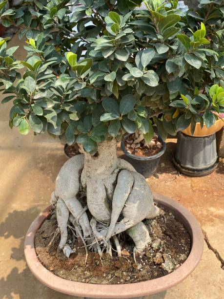 ficus microcarpa, auch bekannt als chinesischer banyan, malaiischer banyan, indischer lorbeer, vorhangfeige oder gajumaru, ist ein baum aus der familie der feigengewächse moraceae. - indian laurel fig stock-fotos und bilder