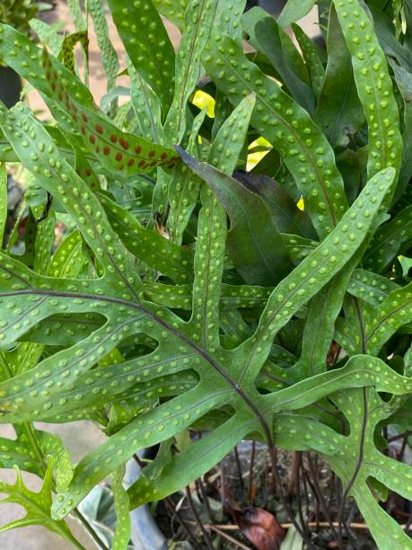 Microsorum diversifolium, Kangaroo Paw Fern Microsorum diversifolium, Kangaroo Paw Fern polypodiaceae stock pictures, royalty-free photos & images