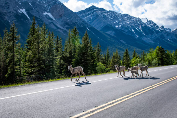 istock Bighorn Sheep,  Banff National Park, Alberta, Canada 1388784655