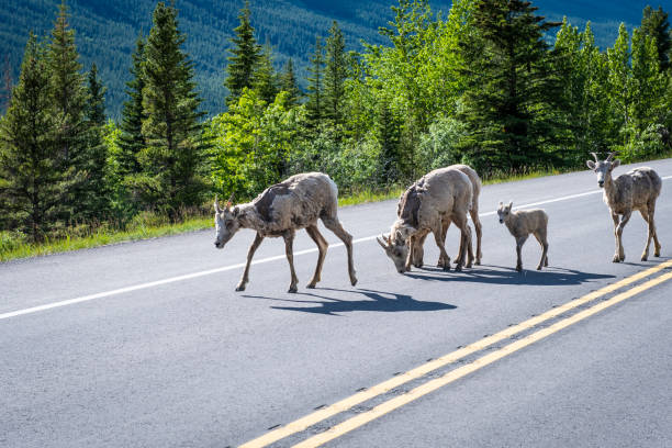 istock Bighorn Sheep,  Banff National Park, Alberta, Canada 1388784656