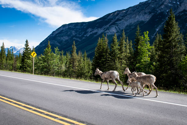 istock Bighorn Sheep,  Banff National Park, Alberta, Canada 1388784657