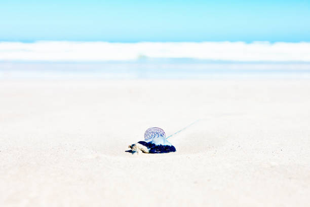 istock Man o' war jellyfish washed up on an idyllic beach in bright sunlight 1388784693