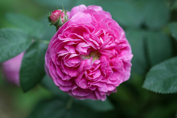 A close-up of the Old Garden Rose 'Charles de Mills' with a green background.