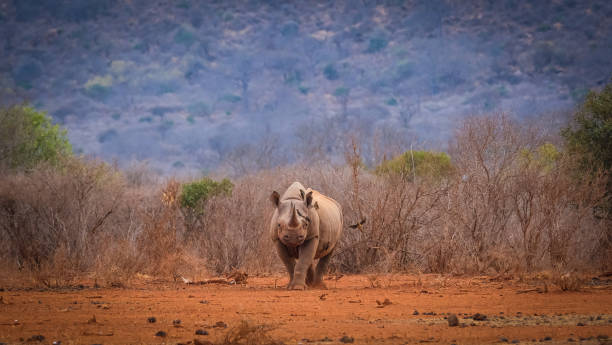 Black Rhino in Kenya