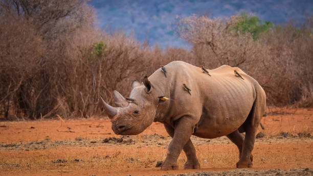 istock Black rhino close-up 1388786332