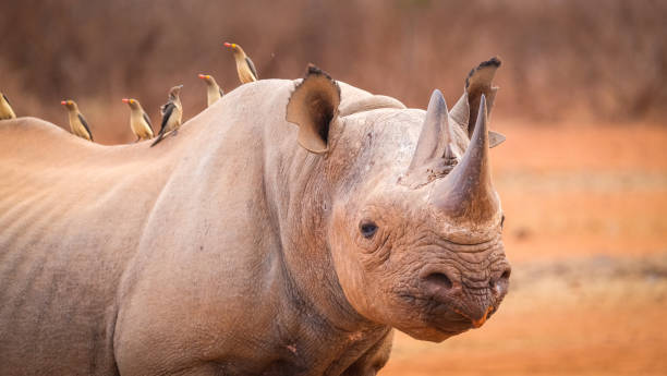istock Black rhino close-up 1388786335