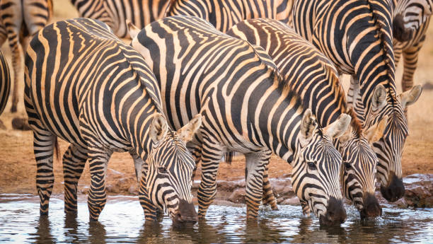 istock Herd of zebras drinking the water 1388786336
