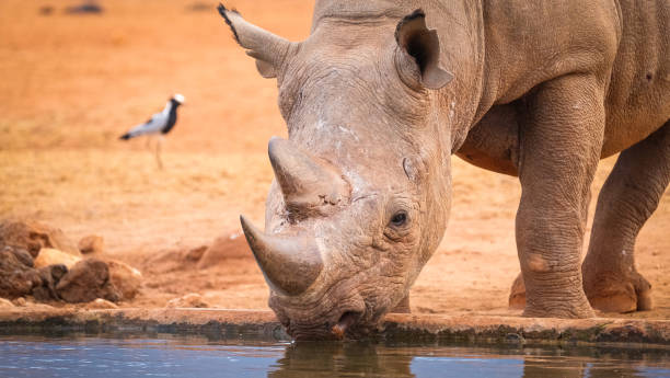 istock Black rhino drinking the water 1388786337