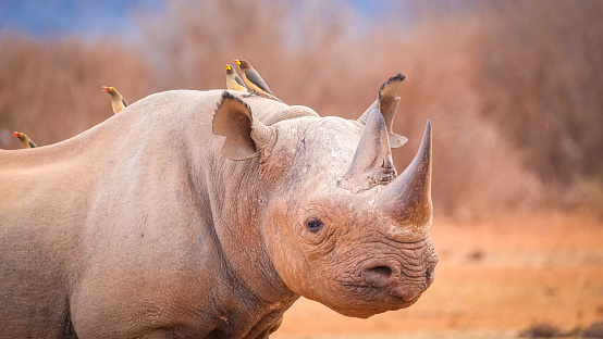 Endangered rhinoceros side view in Namibia, Africa