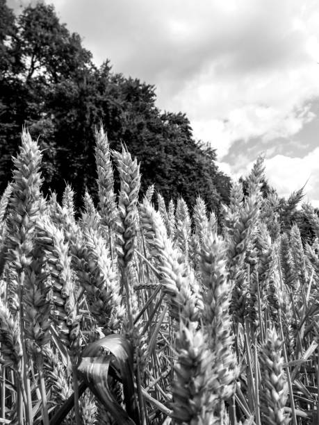 Close up of wheat ears, in black and white, in a field in the Chiltren fields, England, UK stock photo
