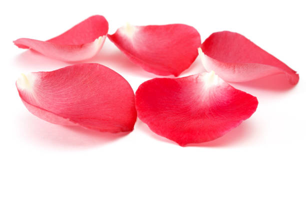 istock Beautiful red rose petals isolated on white background. 1388787323