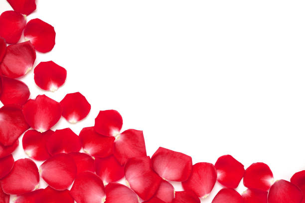 istock Frame from fresh red rose petals on white background, copy space. 1388787384