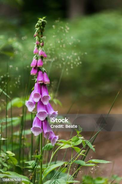 Foxglove In The Forest Stock Photo - Download Image Now - Foxglove, Beauty In Nature, Blossom