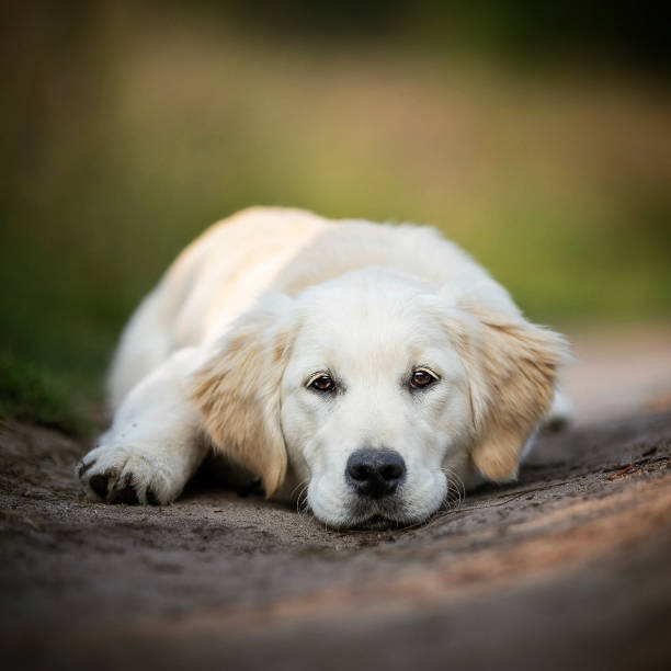 istock Golden retriever dog 1388787448
