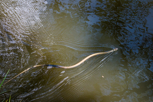 Grass snake swimming in a lake