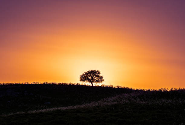 istock Silhouette of tree at sunset. 1388787903