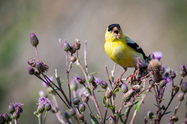 istock Male American Goldfinch 1388789263