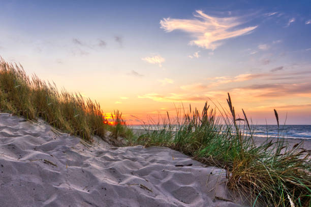 istock Reeds on dunes at sunset 1388789743