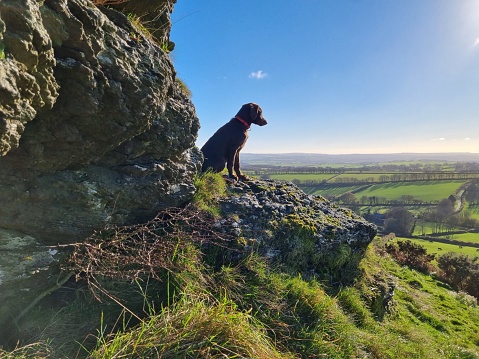 A Brown labrador looking out over countryside