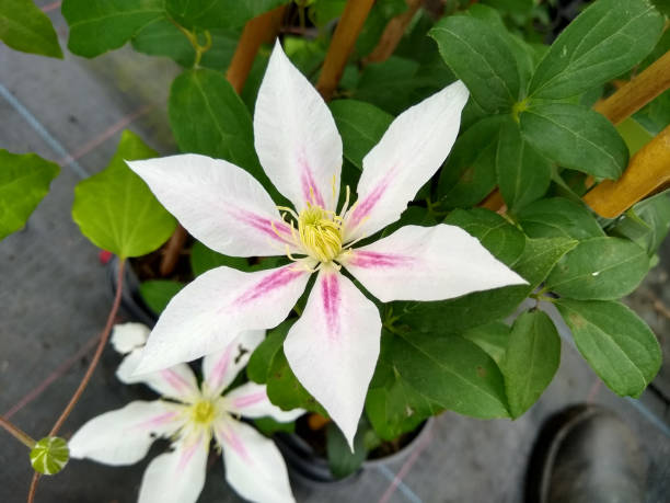 Clematis 'Andromeda' Close-up of star-shaped, white flower with a central pink stripe of Clematis 'Andromeda' clematis stock pictures, royalty-free photos & images
