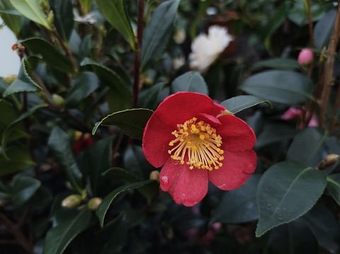 Single, red flower with yellow stamens in front of glossy, dark green leaves of Camellia 'Yuletide'