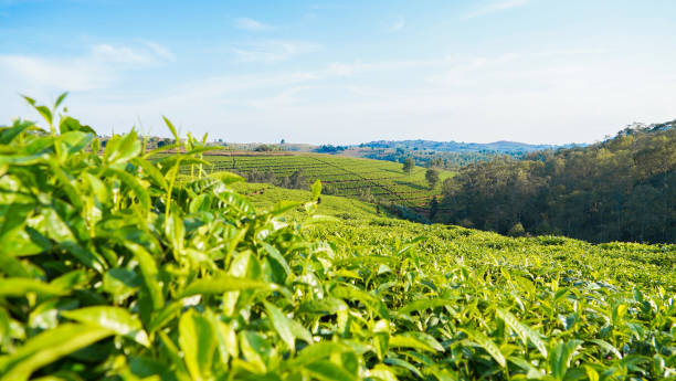 Mugamba-Burundi tea plantation!