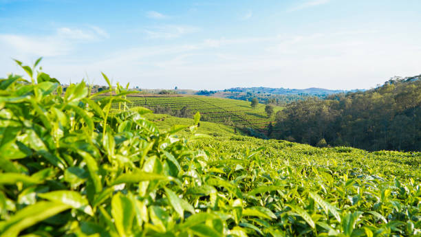 Mugamba-Burundi tea plantation! A crop of Burundi tea leaves, Sweet to drink but great to see too... burundi east africa stock pictures, royalty-free photos & images