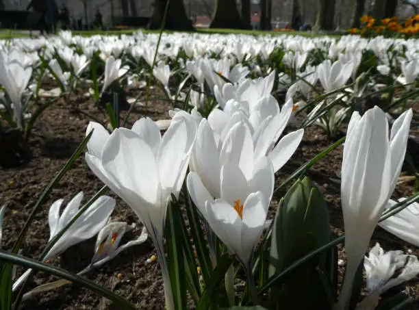 Photo of A large field with white crocuses