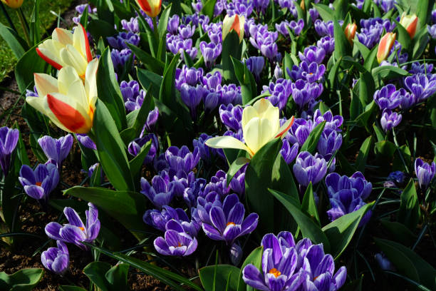 보라색 흰색 줄무늬 크로커스와 아주 작은 초기 튤립이 결합 - lady tulip 뉴스 사진 이미지