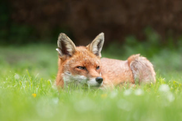 istock Close up of a red fox lying on green grass in summer 1388794818
