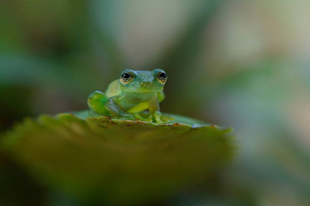 A Glass Frog  sitting on a plant A Glass Frog (Hyalinobatrachium iaspidense) sitting on a plant in a village near Sarapiqui in Costa Rica glass frog stock pictures, royalty-free photos & images