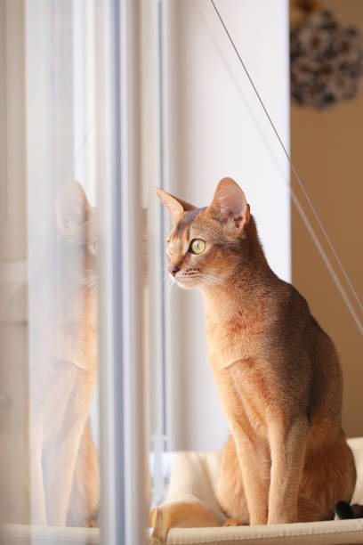 istock Cat close-up. The Abyssinian breed. 1388795725