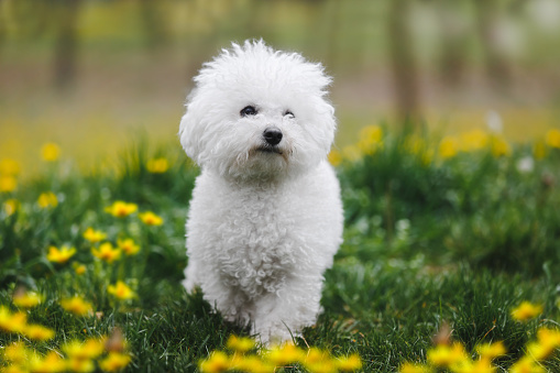 Adorable young Bichon frise puppy  walks around the sunny spring lawn. Active cute puppy. Animal themes, selective focus, copy space