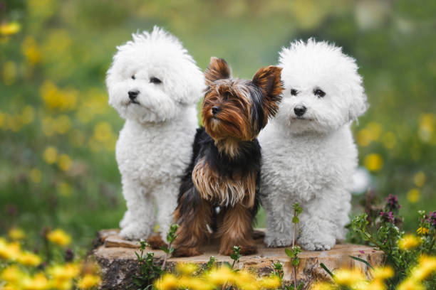 three dogs of various ages and breed sitting obediently in forest. two of them are bichon frise  and one is a yorkshire terrier puppy. animal themes - bichon frisé stockfoto's en -beelden