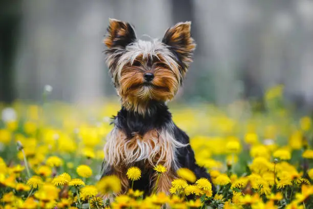 Portrait of Yorkie, Yorkshire Terrier puppy, smiling and looking up at camera in field of dandelion and meadow in the forest in spring. Selective focus, copy space