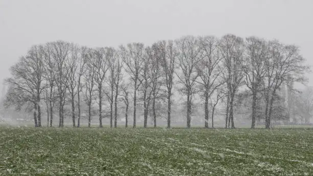 Treeline of oaktrees during heavy snowfall, Veluwe, the Netherlands