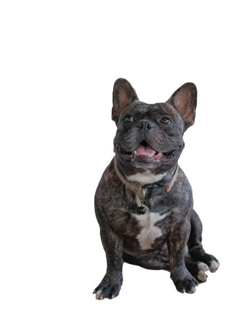 portrait of french stout black bulldog wearing a brown collar. It was smiling happily. Isolated on white background and concept of pets and animals stock photo