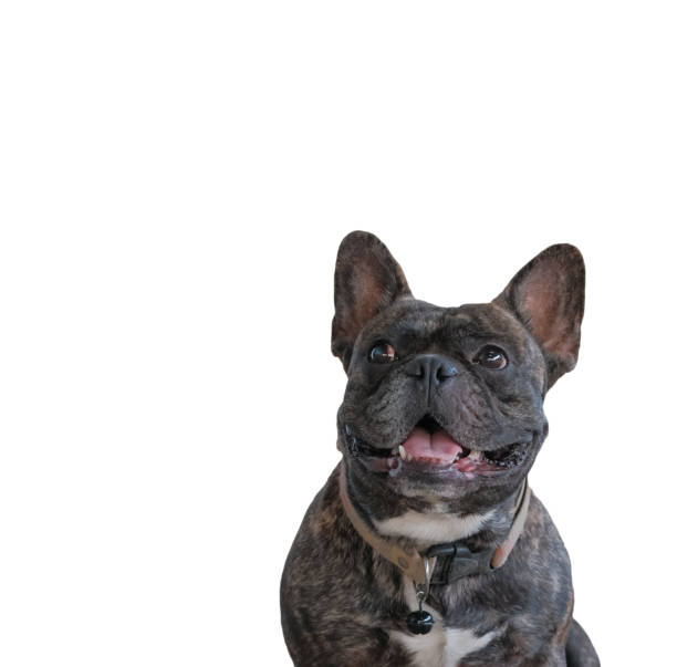 "nportrait of french Half stout black bulldog wearing a brown collar. It was smiling happily. Isolated on white background and concept of pets and animals stock photo