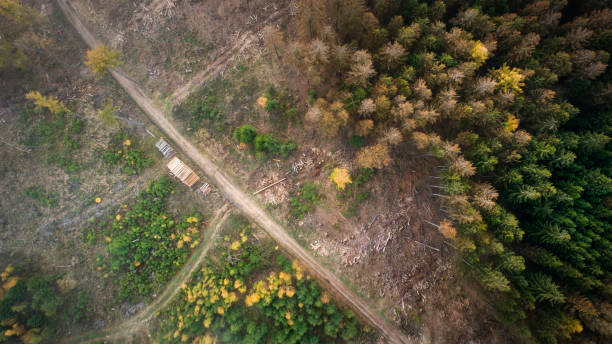 istock Deforestation, dead trees and forest dieback - aerial view 1388797988