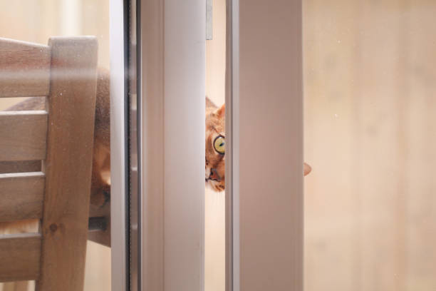 istock Cat close-up. The Abyssinian breed. 1388798936